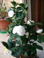 Ritratto di lafarfalla50